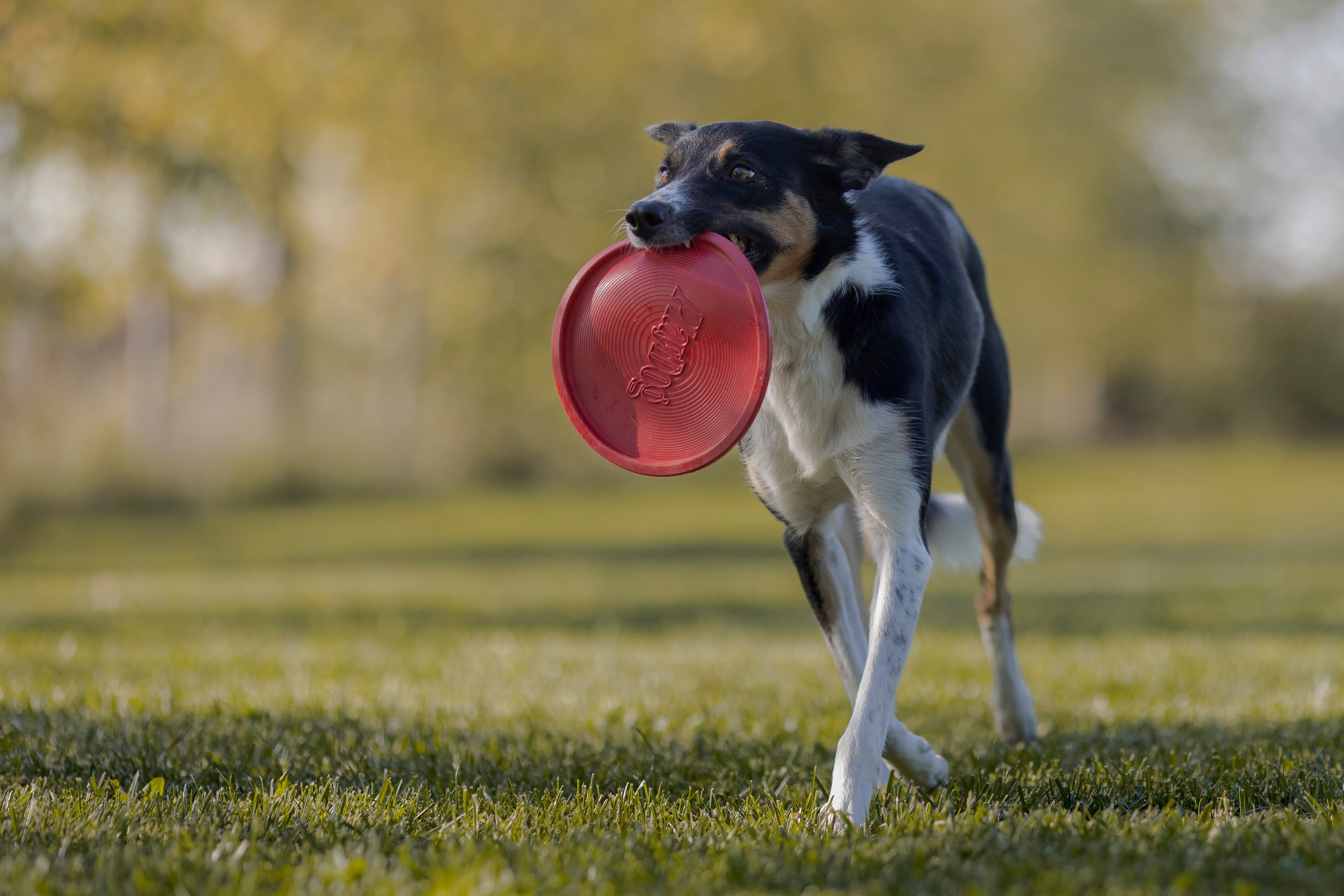 Frisbee